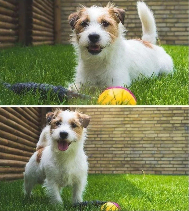 PlayBall | Elektronisch Interactief Speelgoed voor Dieren